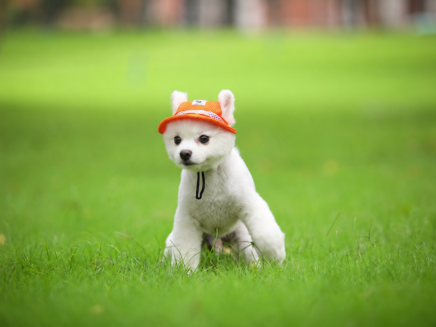 Colorful Mesh Breathable Pet Sun Hat with Ear Holes