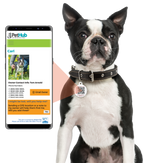 QR ID Pet Tag - Lost AF